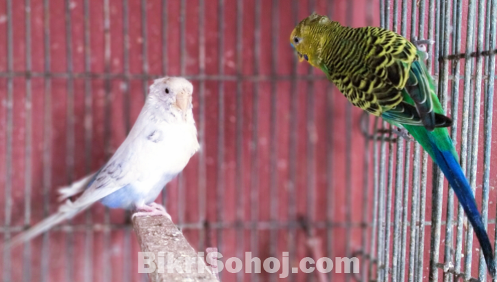 প্রাপ্তবয়স্ক বাজরিগার বিক্রি হবে